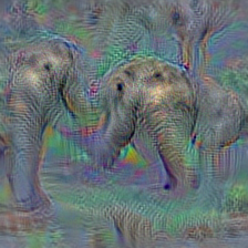 n02504013 Indian elephant, Elephas maximus